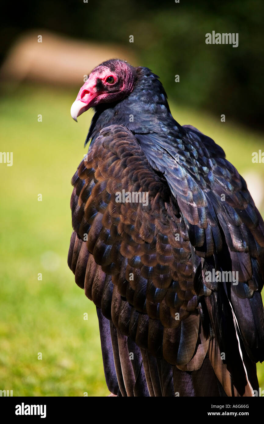 Turkey vulture, red bald head Stock Photo