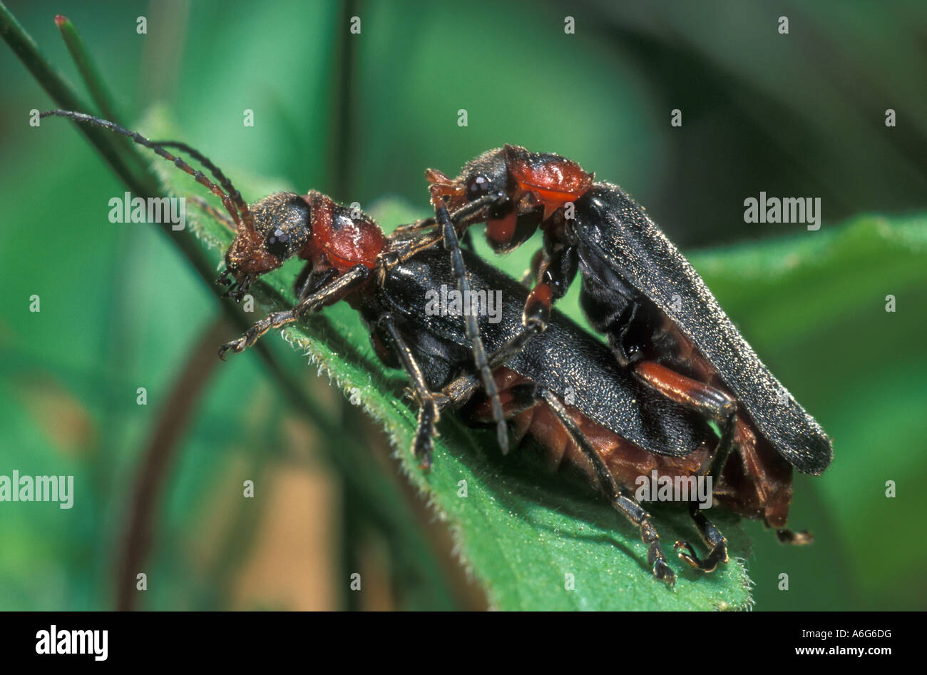 Soldier beetles (Cantharis fusca) Stock Photo