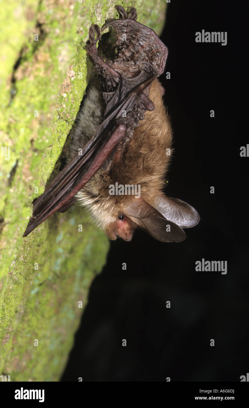 Bechstein's bat (Myotis bechsteinii), captive Stock Photo