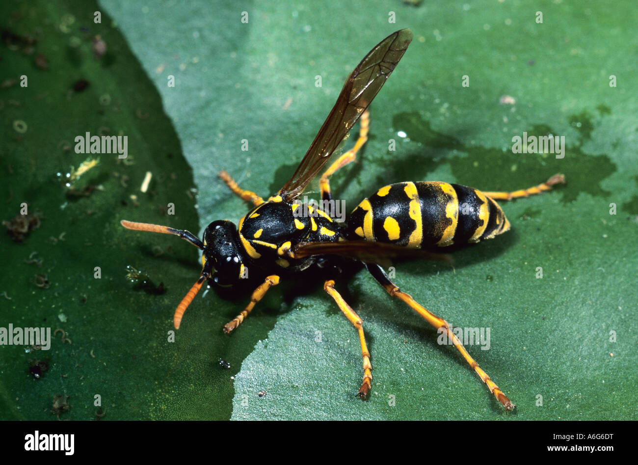 Yellow Paper Wasp (Polistes dominulus Stock Photo Alamy