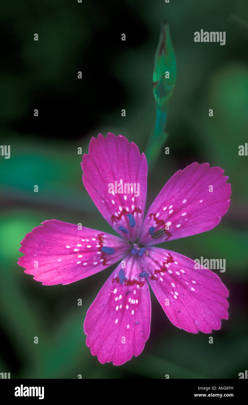 Maiden pink (Dianthus deltoides) Stock Photo