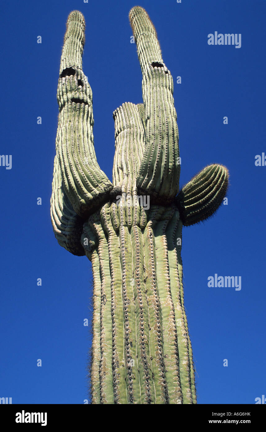 Saguaro cactus (Carnegiea gigantea) Stock Photo