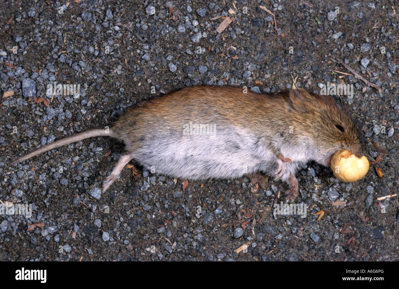 Bank Vole (Clethrionomys glareolus) to run over with Stock Photo