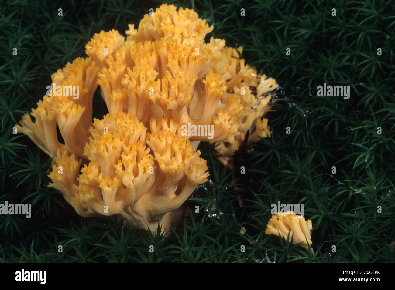 Coral fungus (Ramaria formosa) Stock Photo