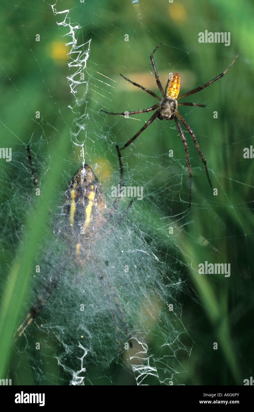Male wasp spider (Argiope bruennichi) in her net Stock Photo