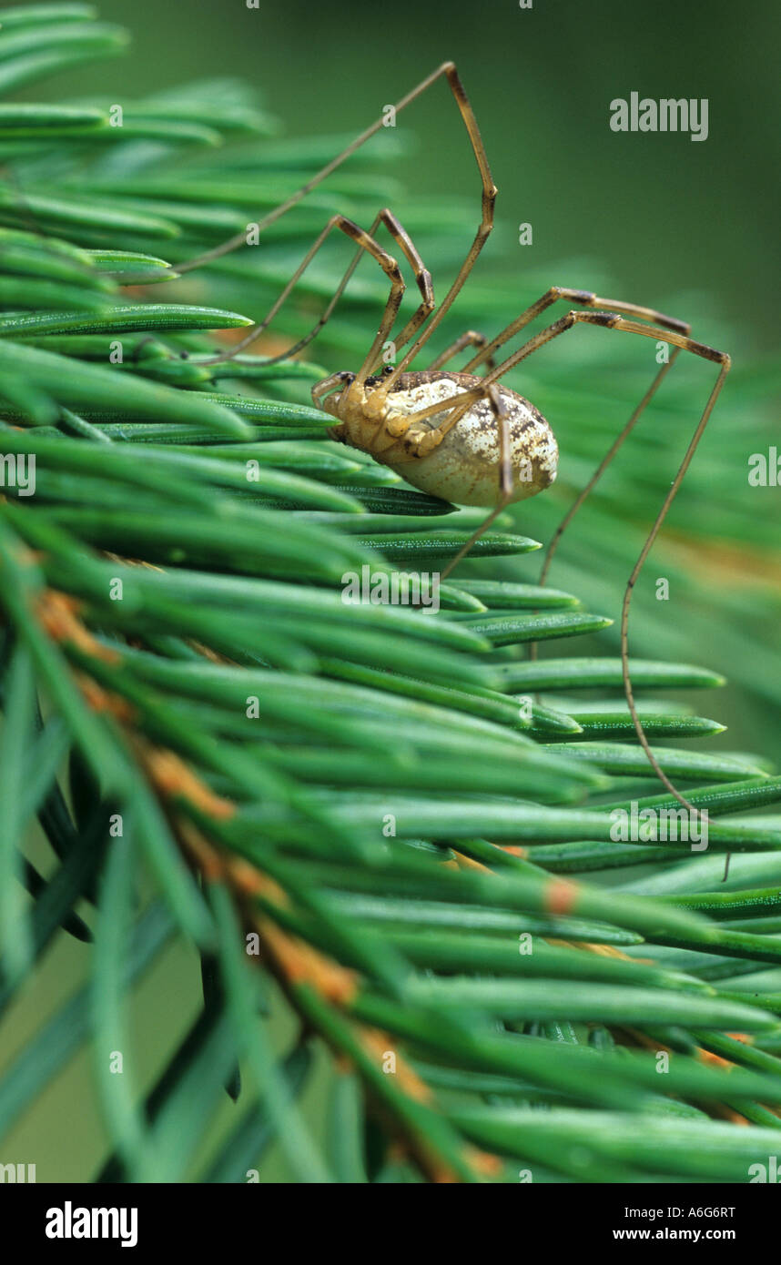 HARVESTMAN or DADDY-LONG-LEGS Order Opiliones Stock Photo - Alamy