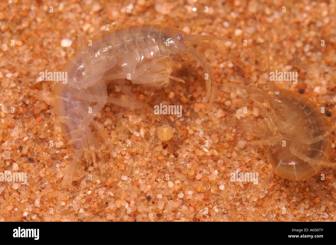 Amphipoda (Gammarus fossarum) and a mite (Hygrobates fluviatilis), captive Stock Photo