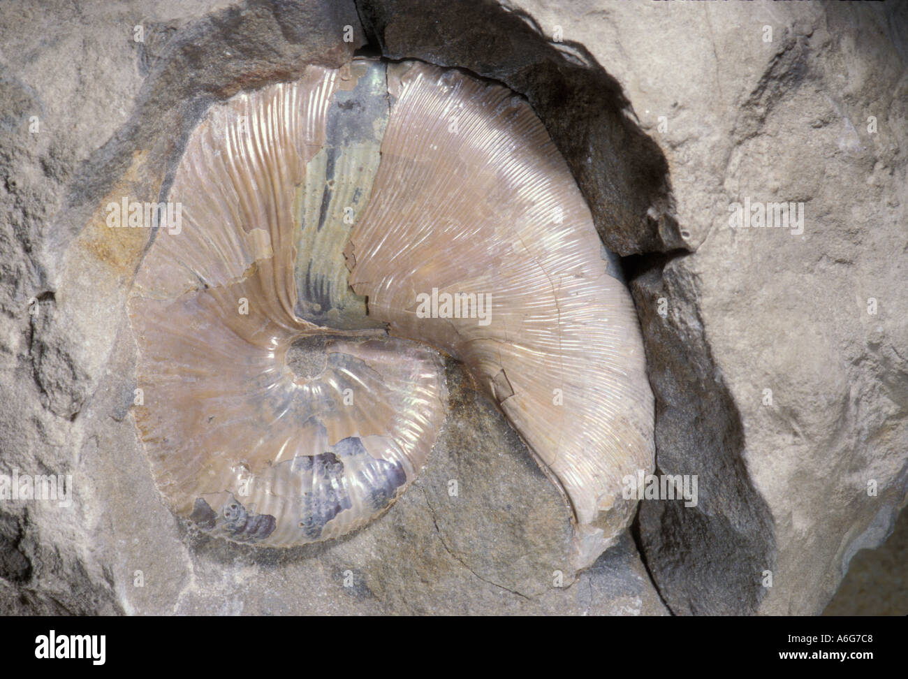 SCIENCE FOSSIL Ammonite Shell Stock Photo Alamy