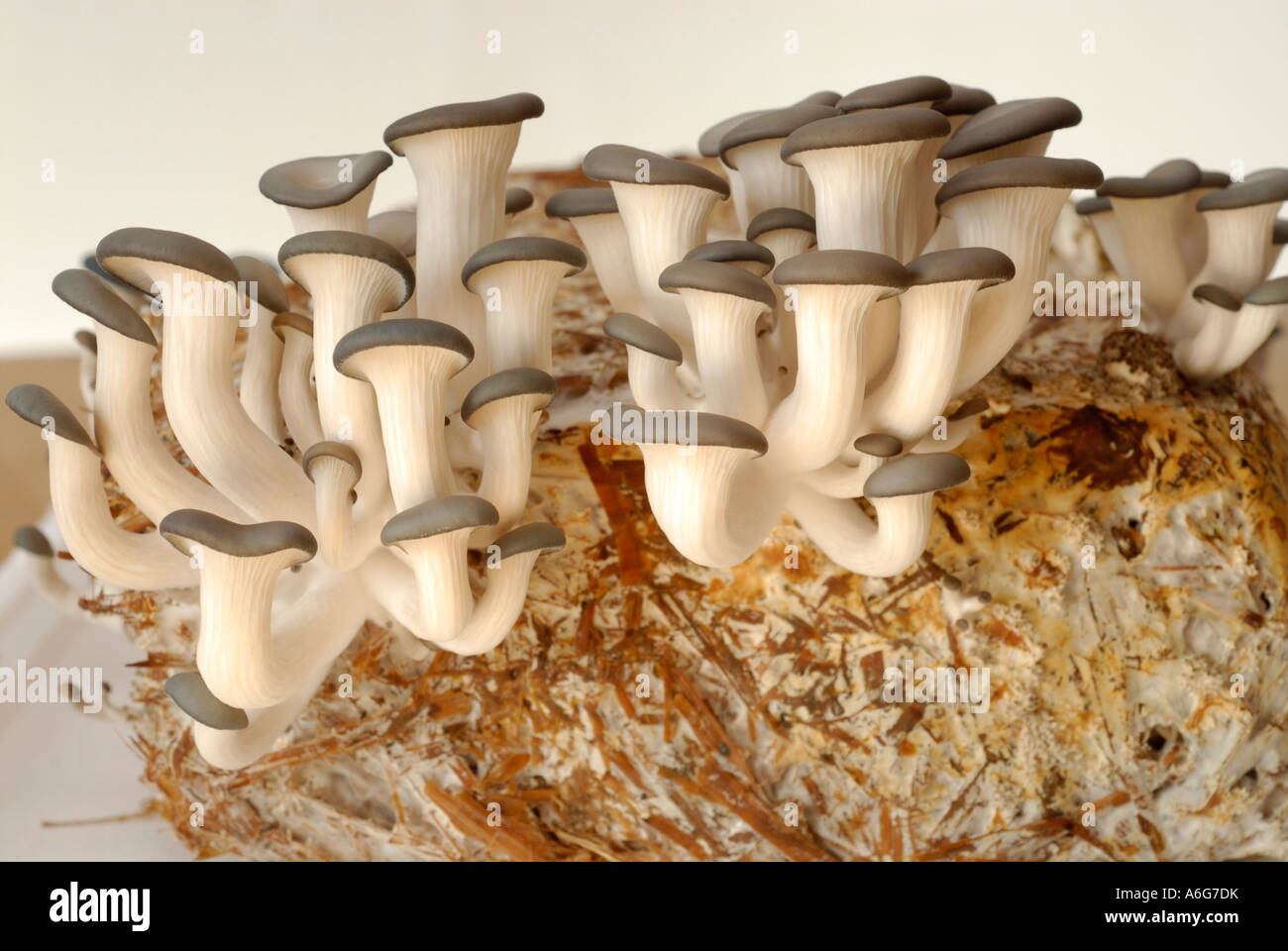 Oyster mushrooms (pleurotus) grown on ecological straw Stock Photo Alamy