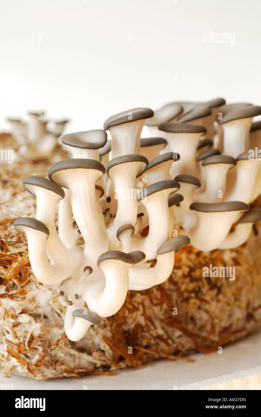 Oyster mushrooms (pleurotus) grown on ecological straw Stock Photo Alamy