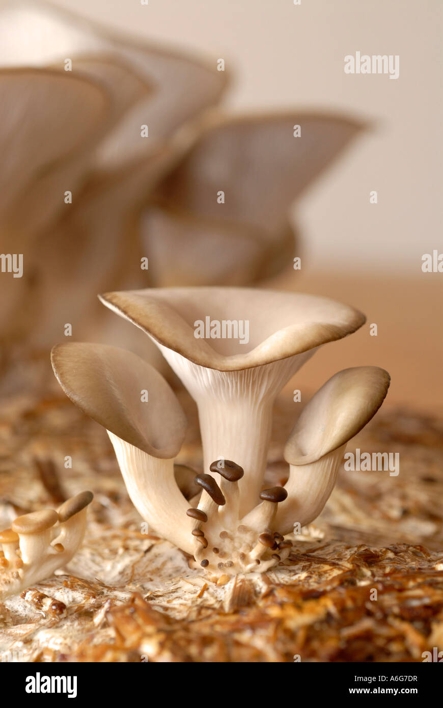 Oyster mushroom grow straw hires stock photography and images Alamy