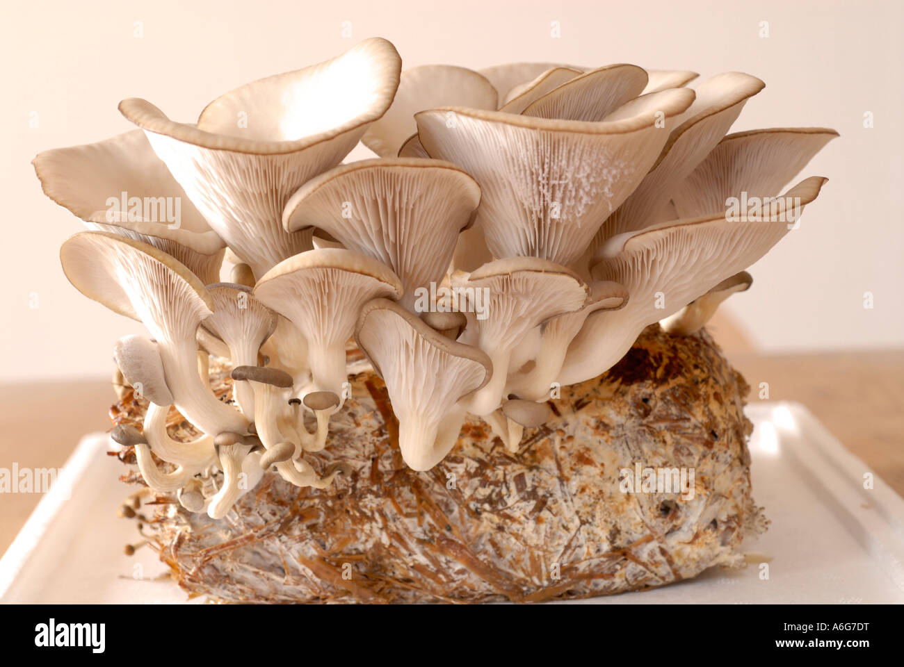 Oyster mushrooms (pleurotus) grown on ecological straw Stock Photo Alamy
