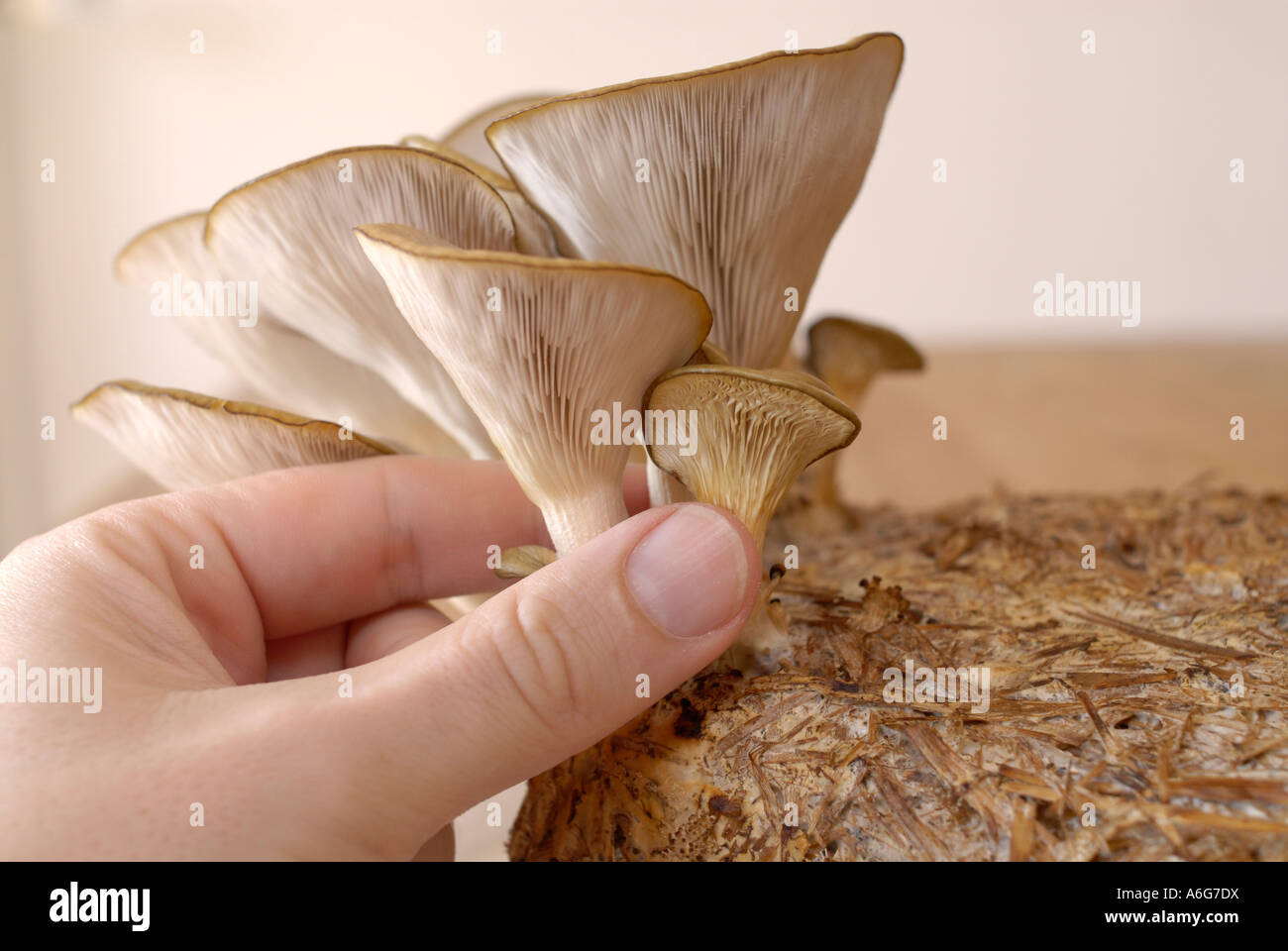 Straw Mushroom Isolated on White Background Stock Image - Image of meal,  health: 184581413