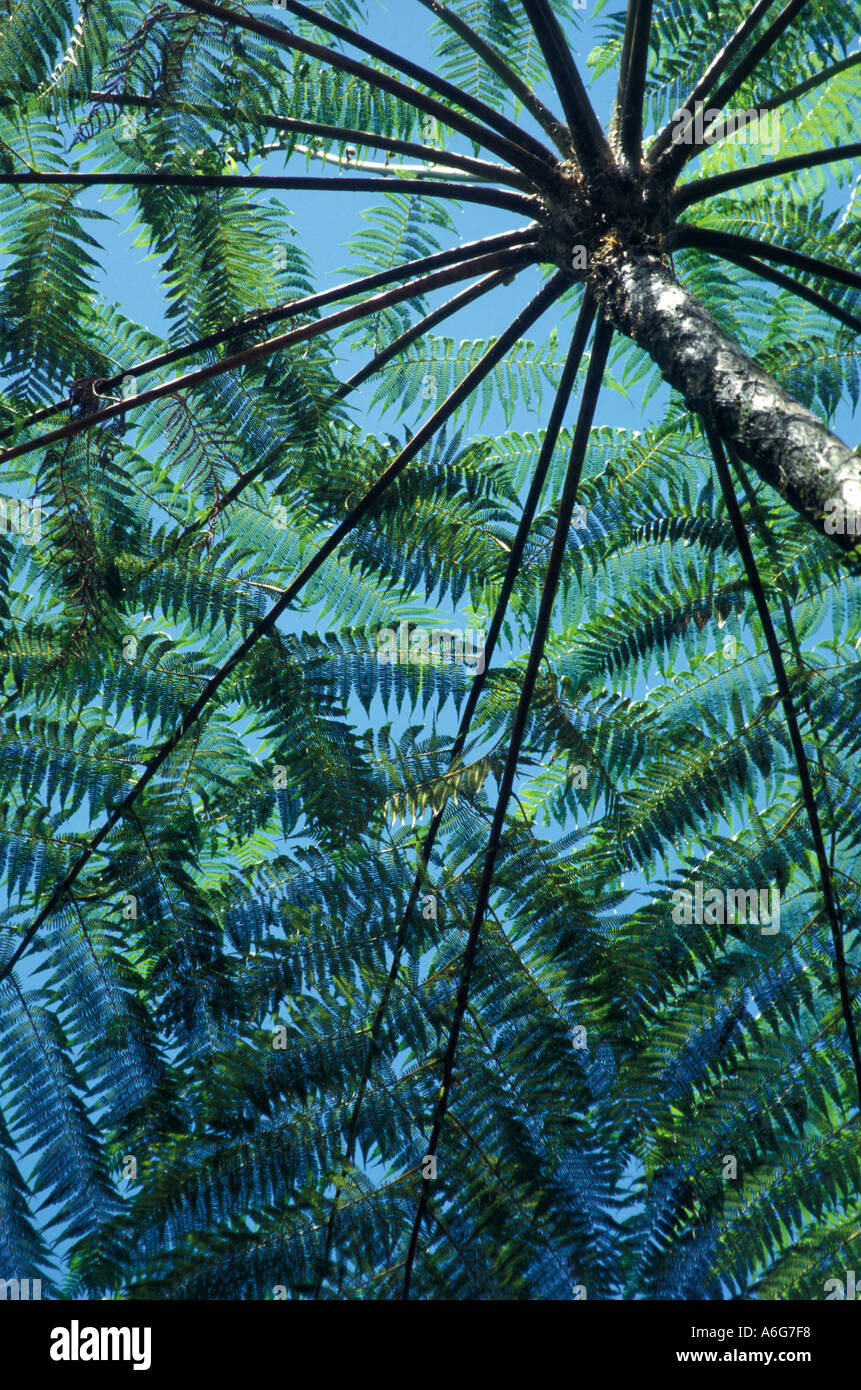 Diverse plant structures hi-res stock photography and images - Alamy