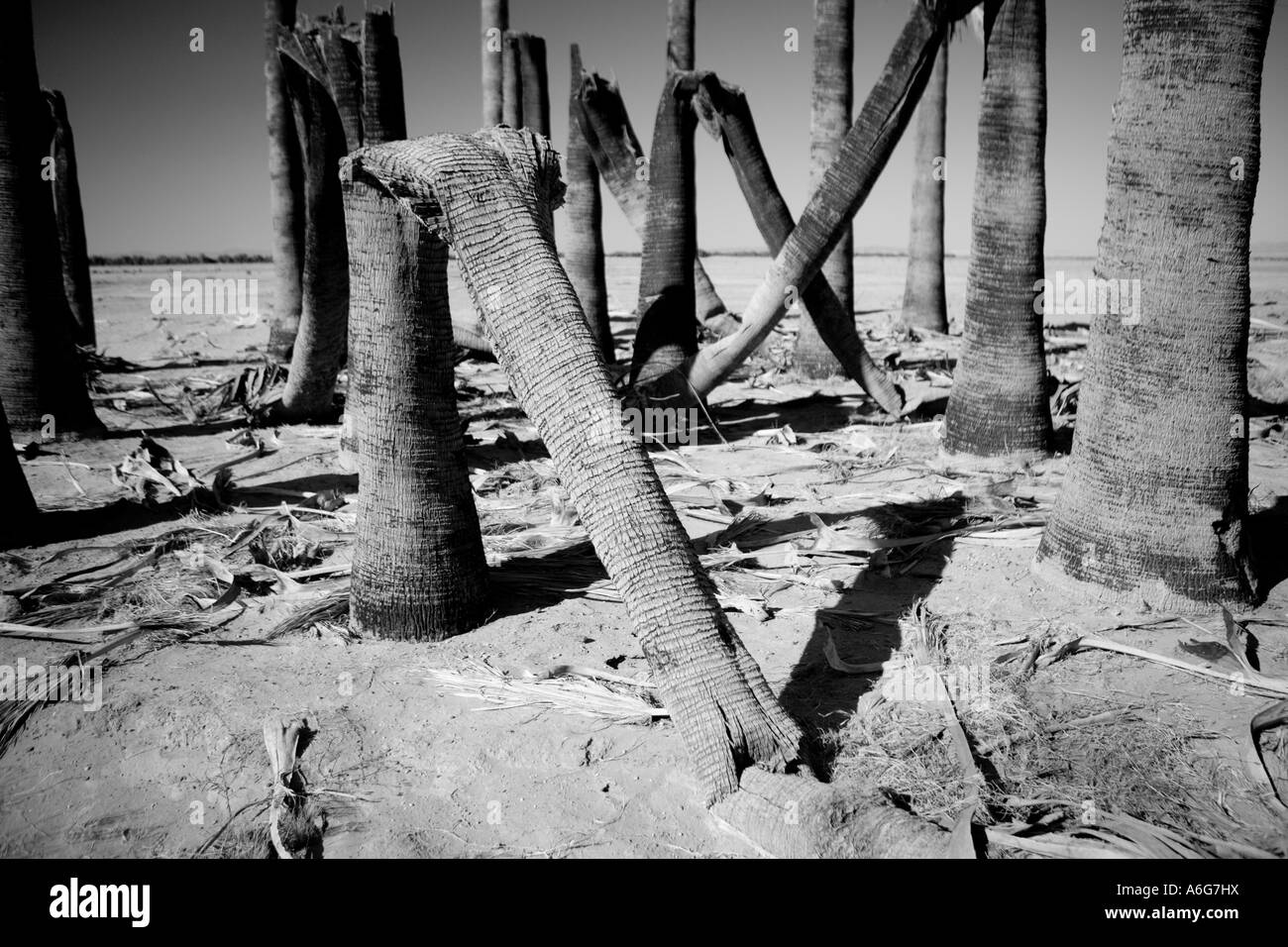 Unwatered Palm trees bend in half and have an erie similarity to