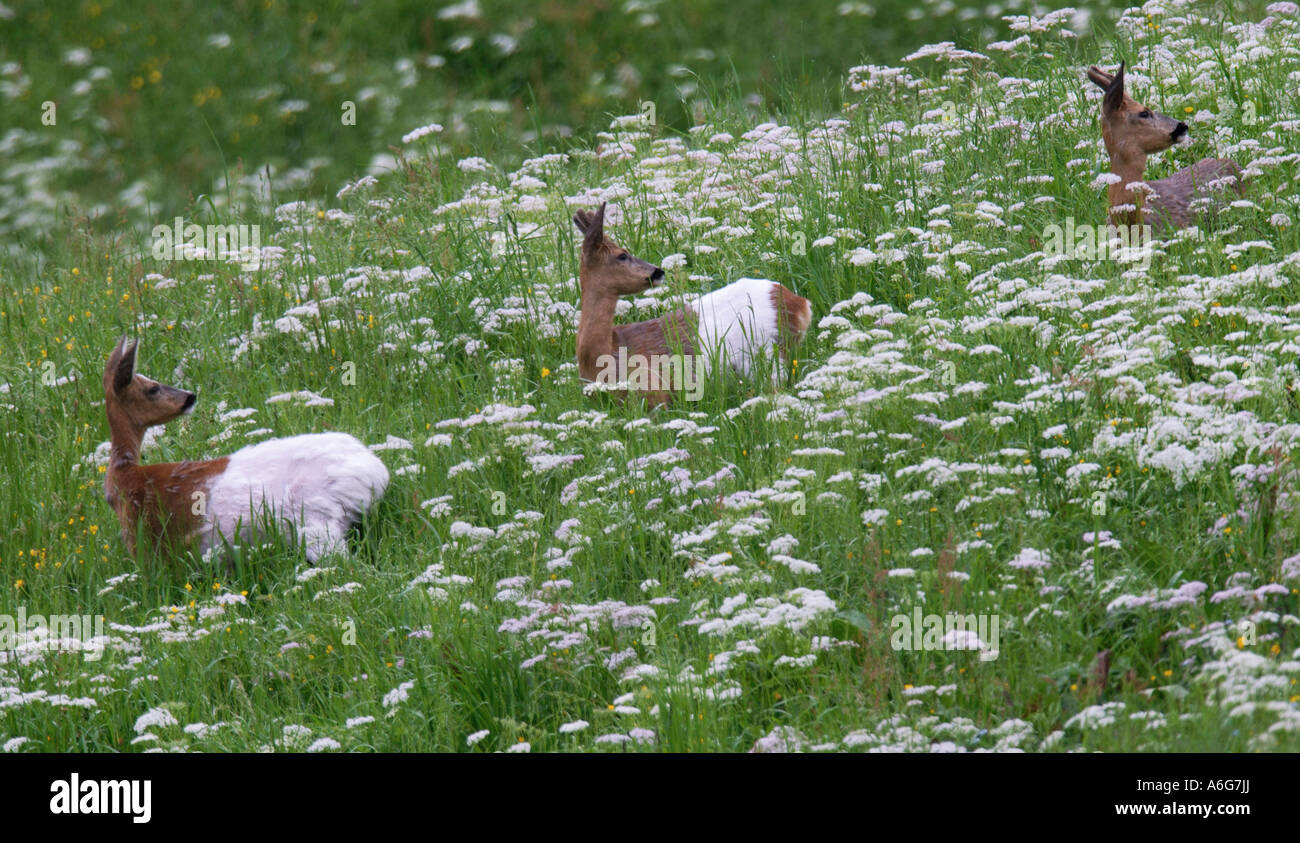 Roe Deer (Capreolus capreolus) doe with young roes standing on meadow, defect of pigmentation, Tyrol, Austria Stock Photo
