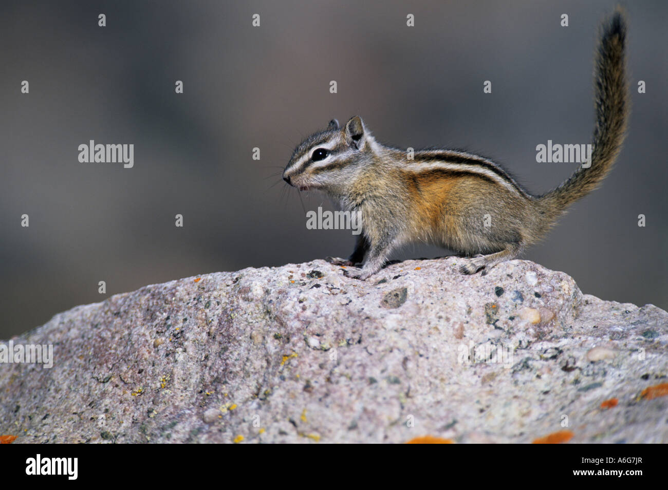 Least Chipmunk (Tamias minimus) pads on rock with forefeet, Canada Stock Photo