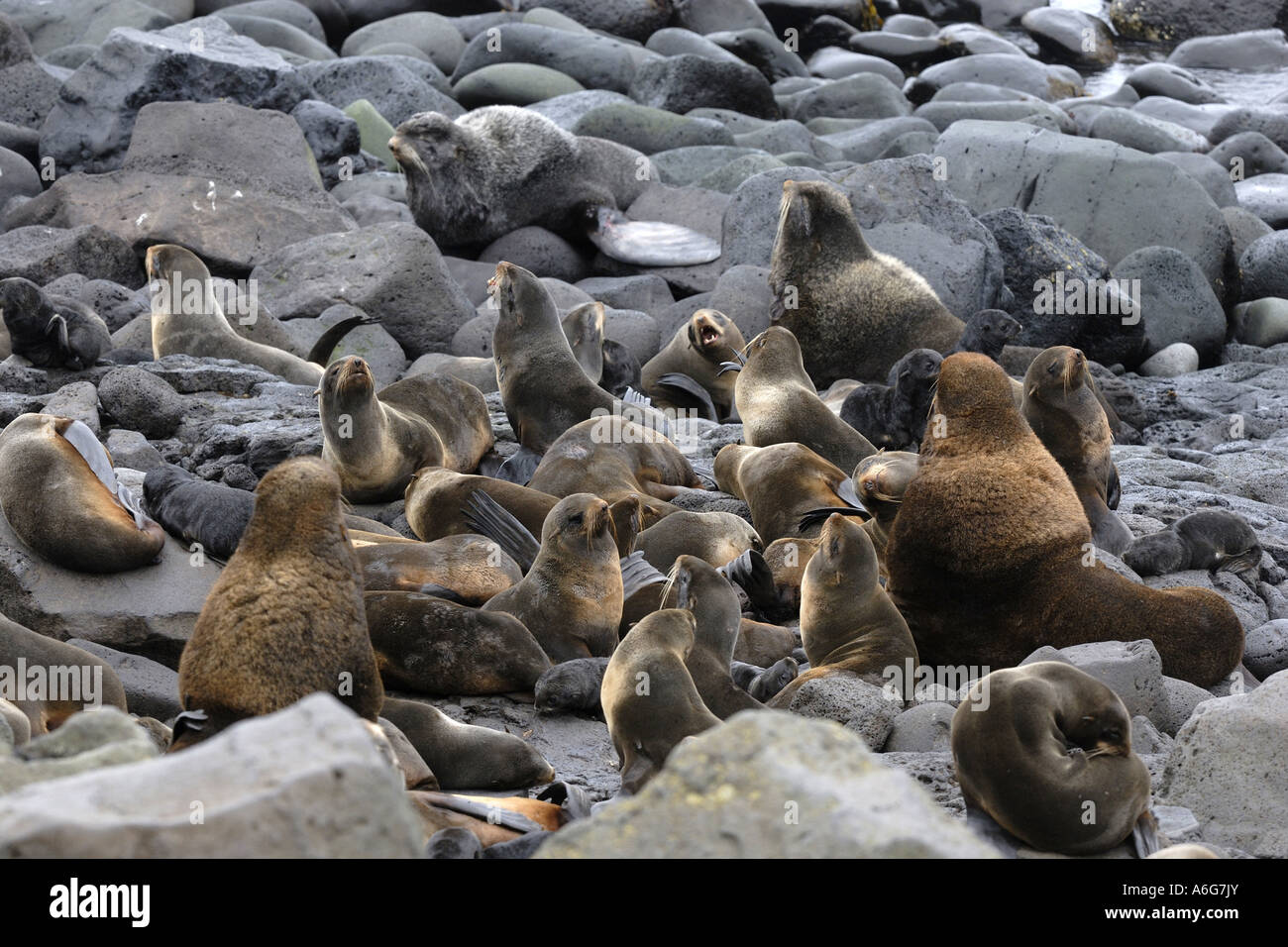 northern fur seal (Callorhinus ursinus), group, USA, Alaska, Pribilof Island, St. Paul Island Stock Photo