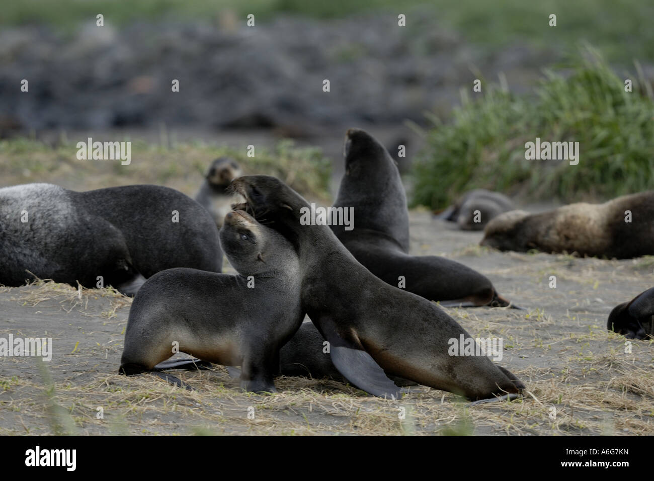 northern fur seal (Callorhinus ursinus), young ones playing, USA, Alaska, Aleuten, St. Paul Island Stock Photo