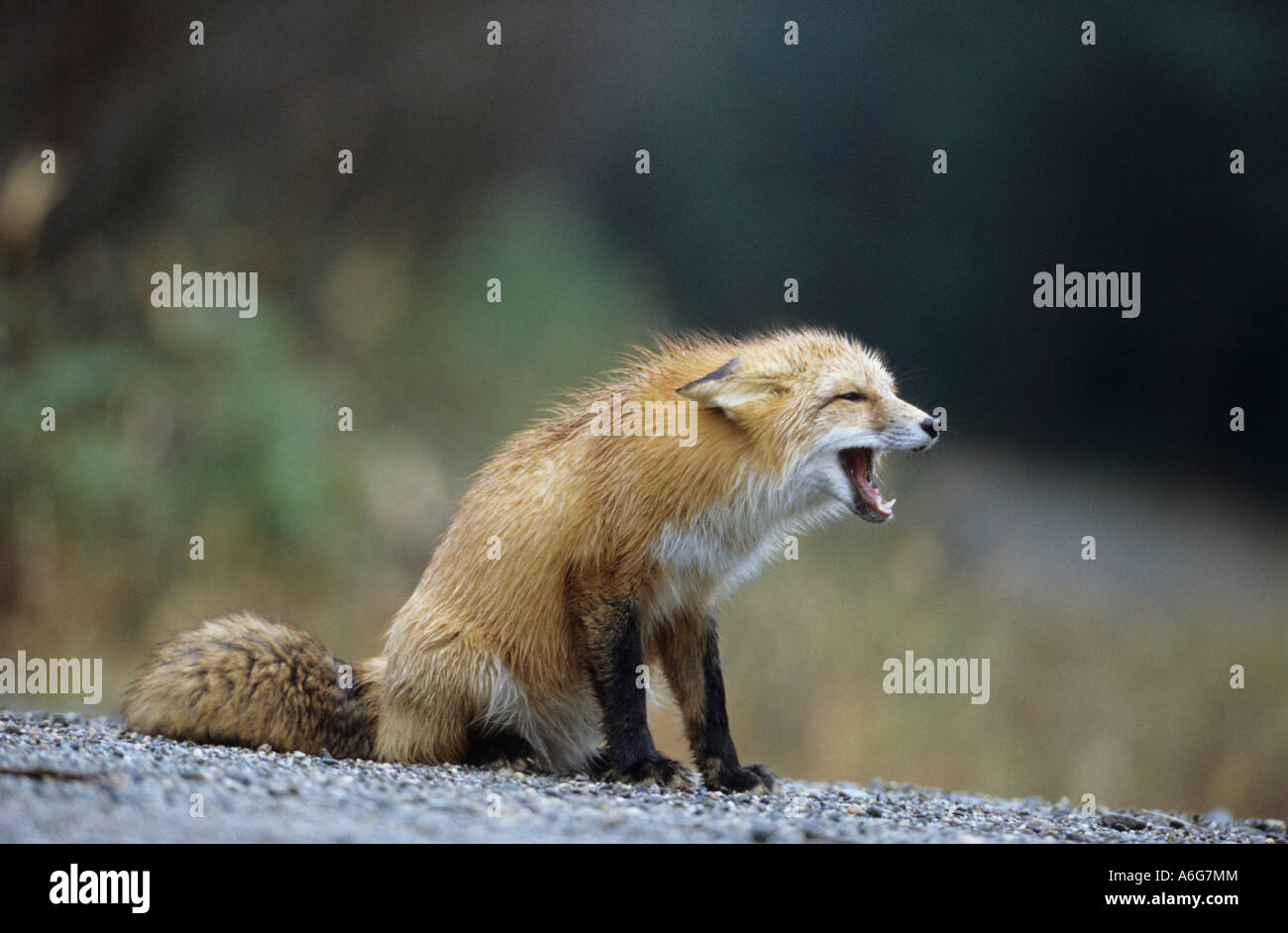 American Red Fox (Vulpes vulpes) barking at other fox, Canada Stock Photo