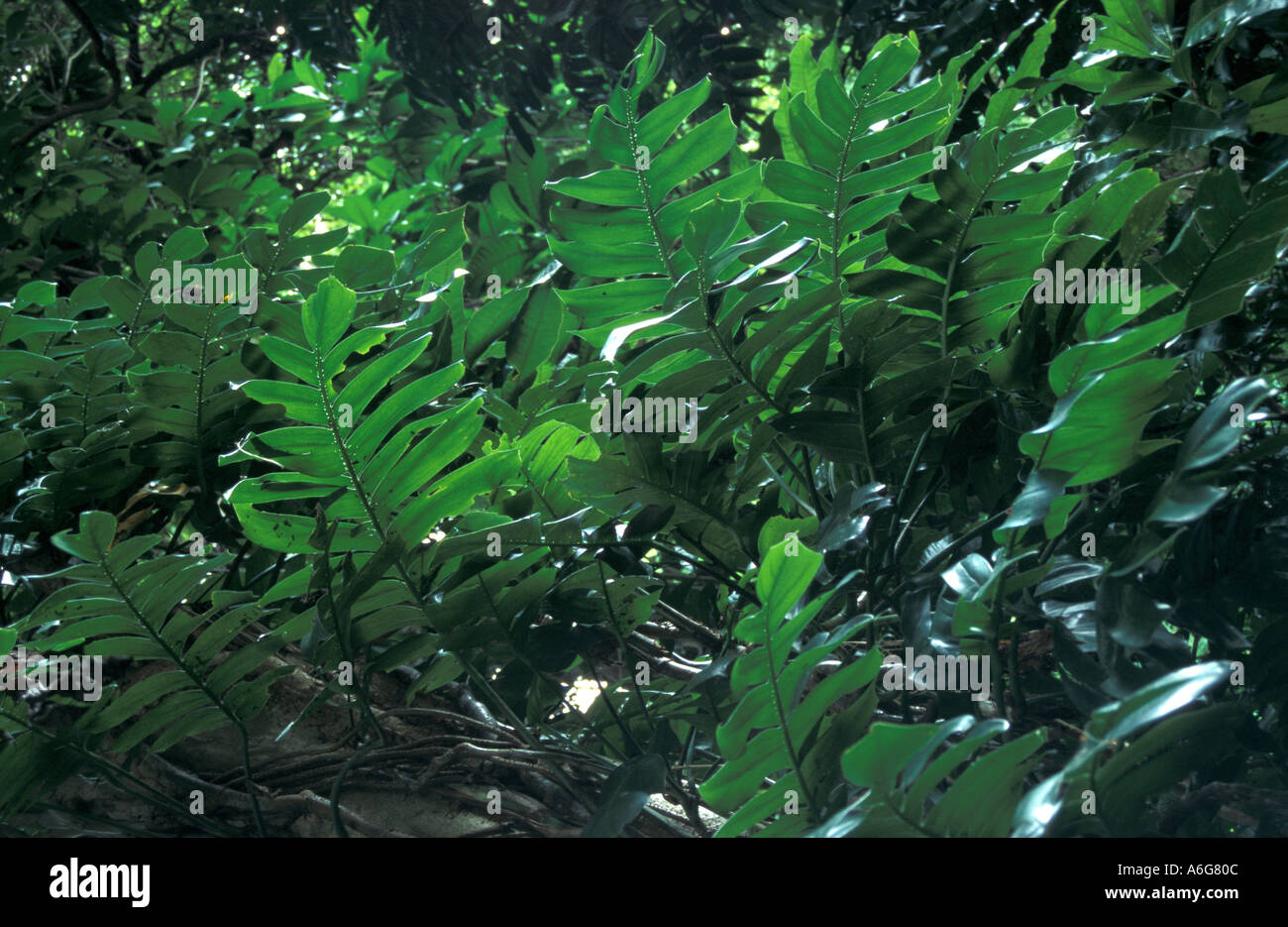 Rainforest leaves hi-res stock photography and images - Alamy