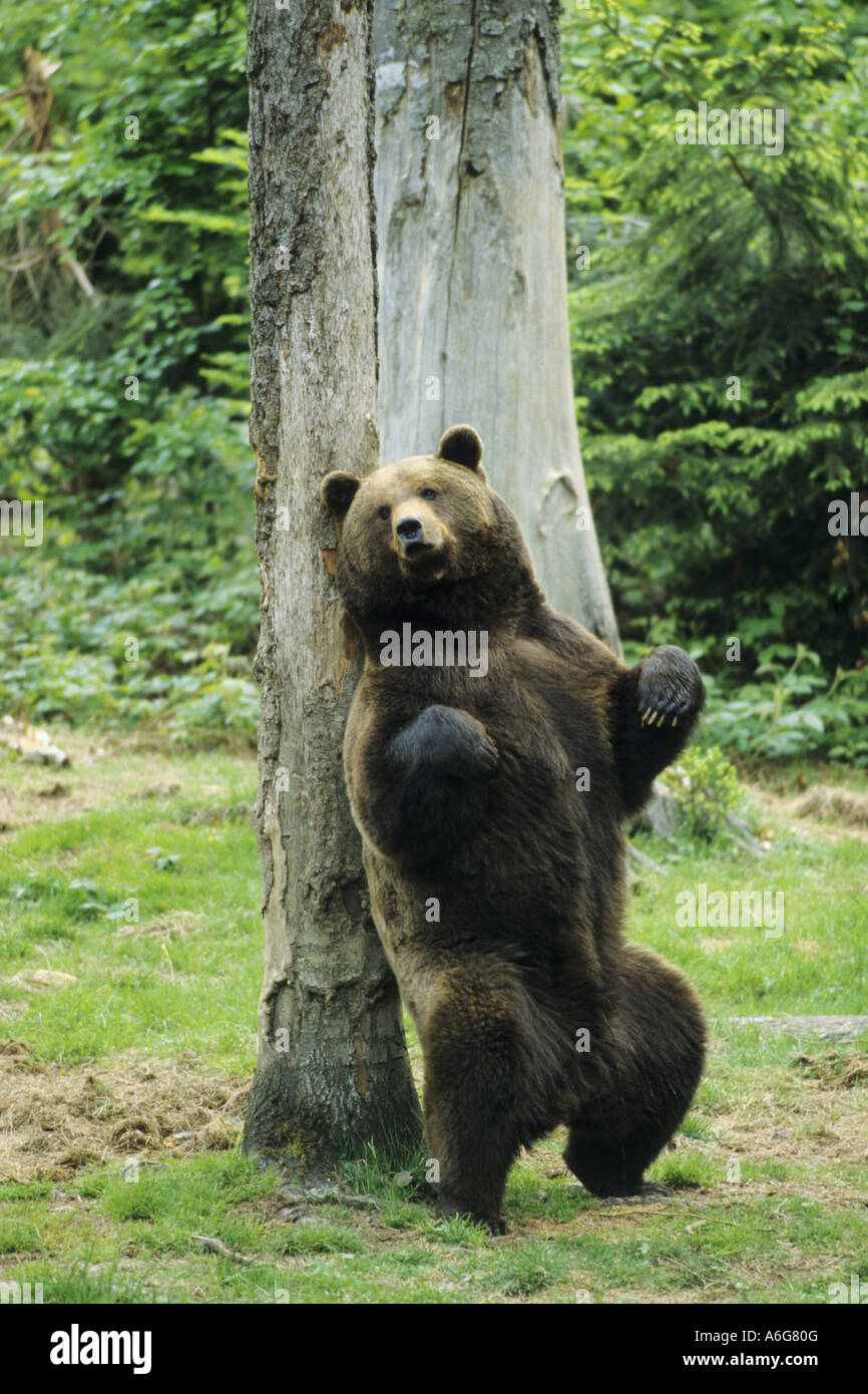 brown bear, grizzly bear (Ursus arctos horribilis), scratches its back on a tree, USA Stock Photo