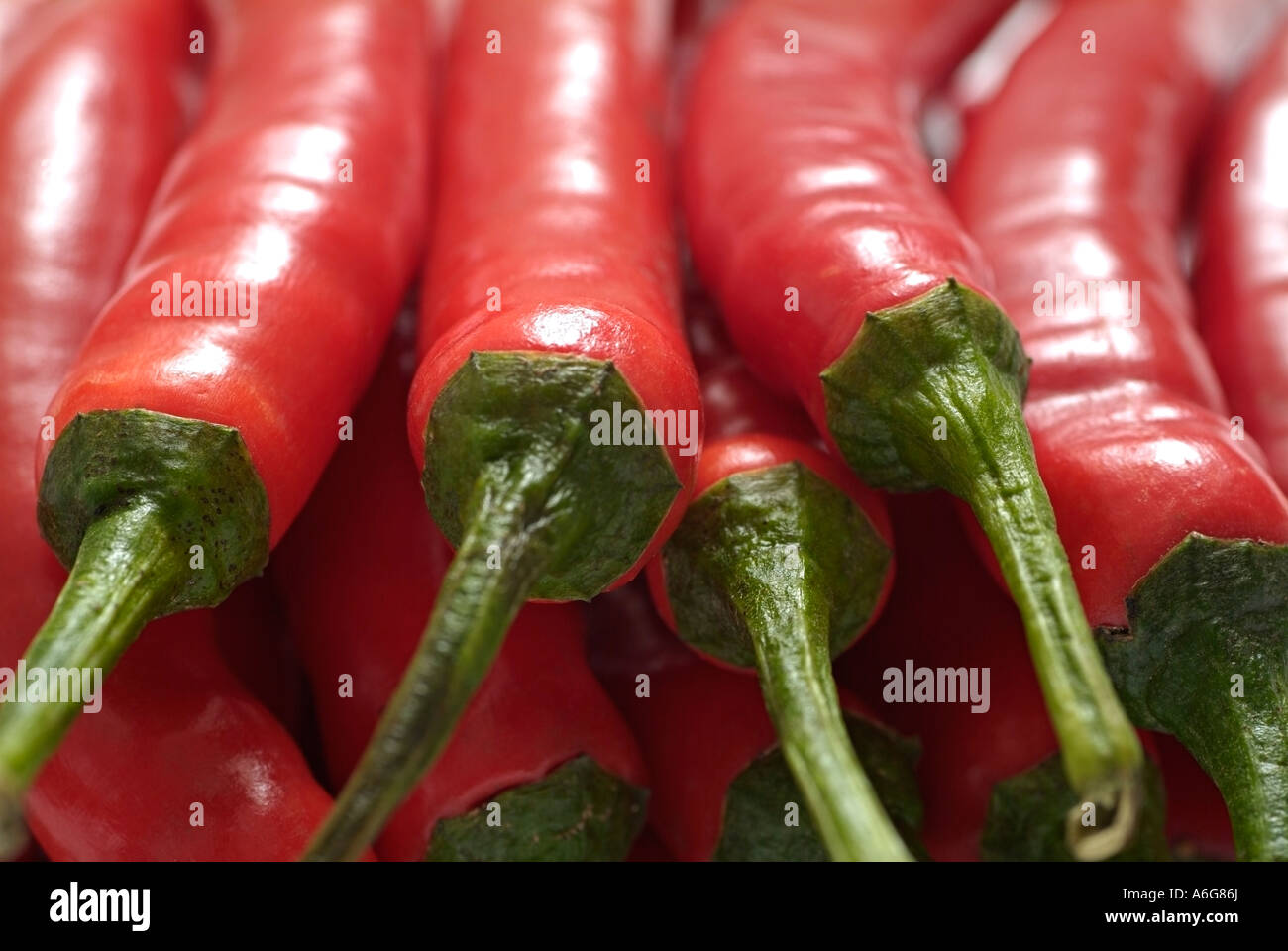 Red Chile Peppers Capsicum Annum Stock Photo Alamy