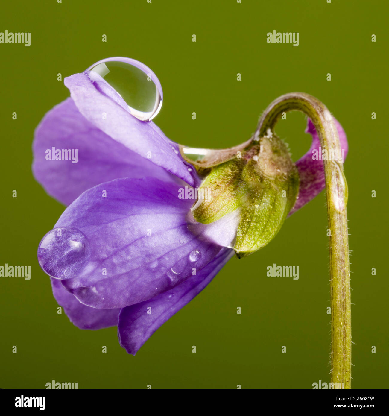 Violets with watertrops Stock Photo