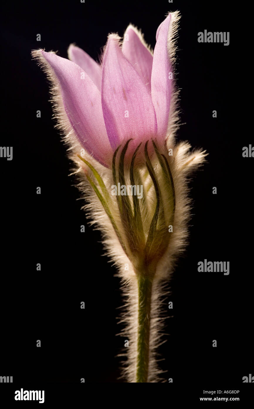 Common pasque flower (Pulsatilla vulgaris) Stock Photo