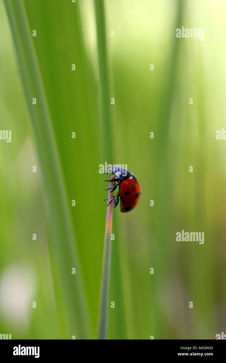 lady bug climbing up a blade of grass Stock Photo
