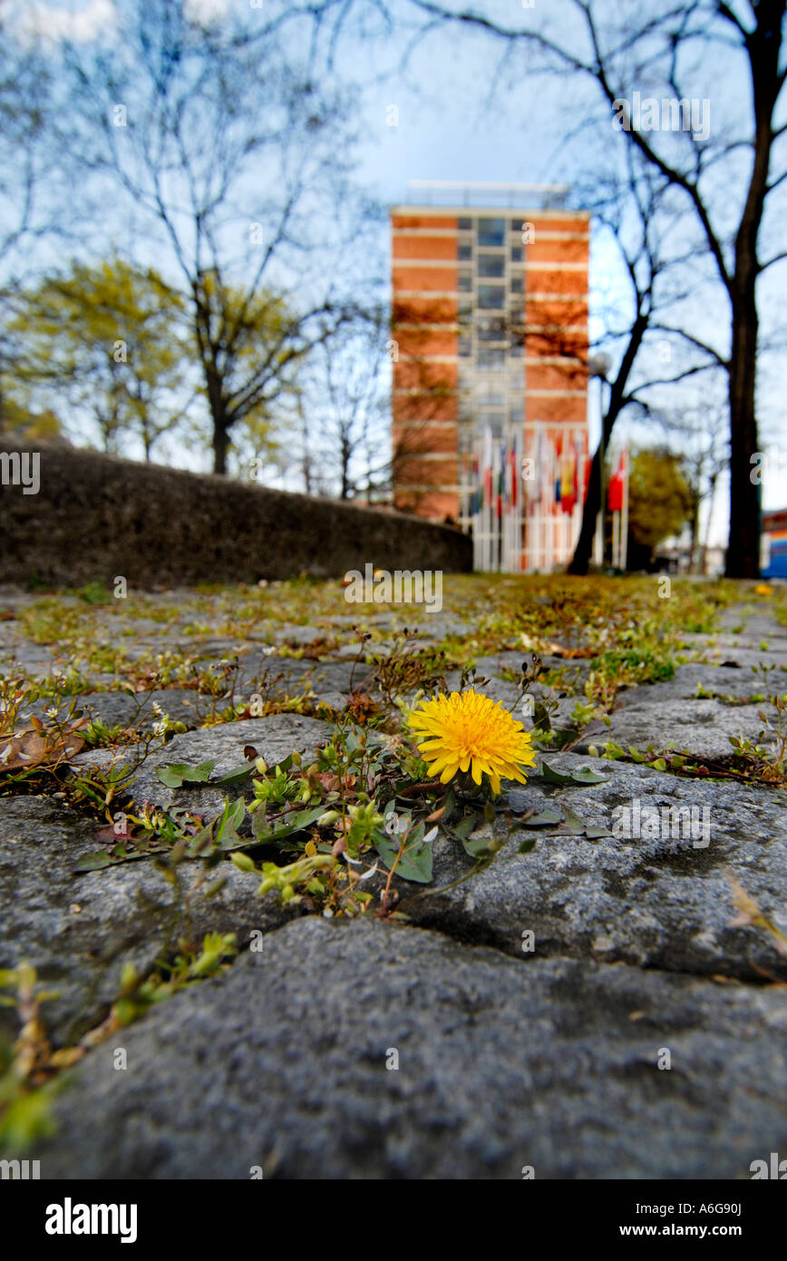 Dandelion (Taraxacum officinale agg.) grows out of paving stones Stock Photo