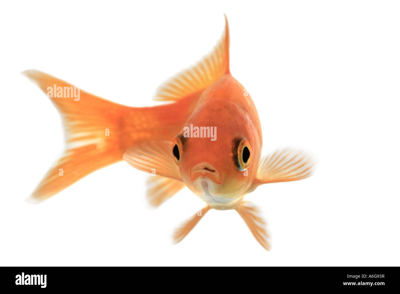 Common goldfish hi-res stock photography and images - Alamy