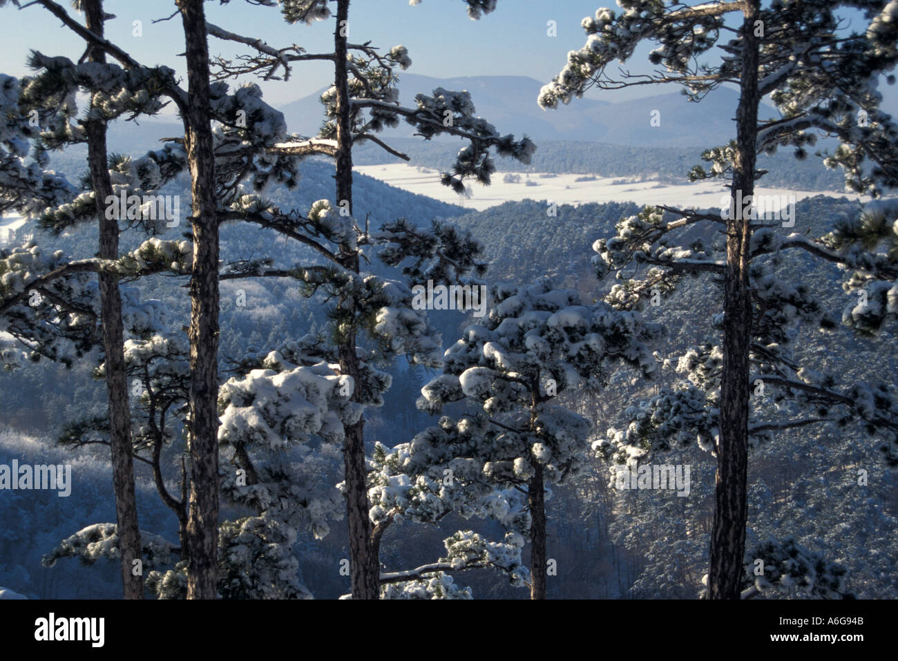 Black pine tree hi-res stock photography and images - Alamy