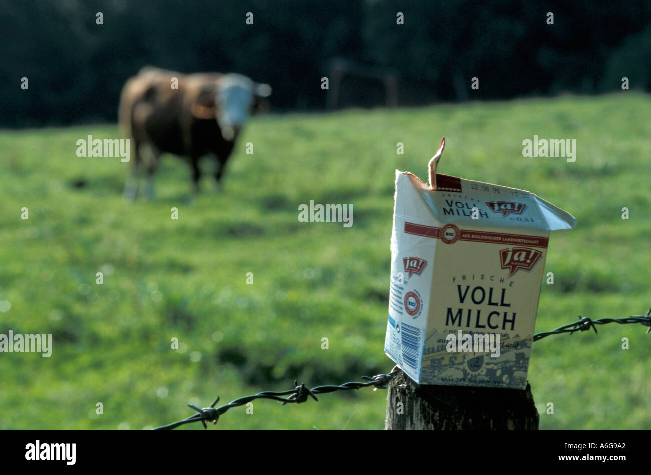 milk carton, cow Stock Photo Alamy