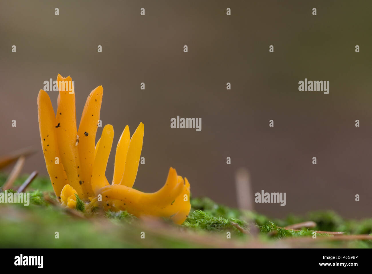 Jelly antler fungus (Calocera viscosa) Stock Photo