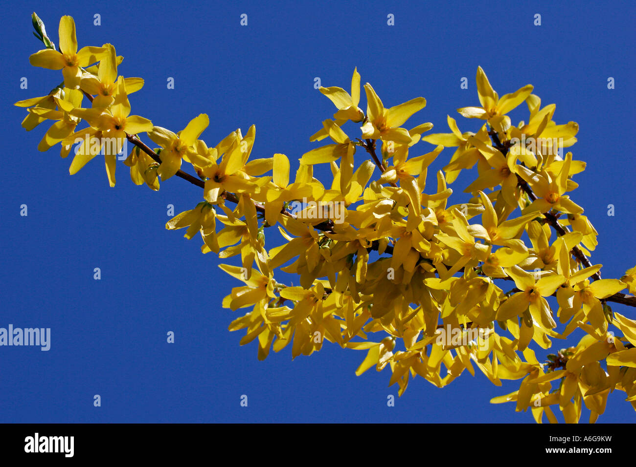Blooming forsythia (Forsythia x intermedia) Stock Photo