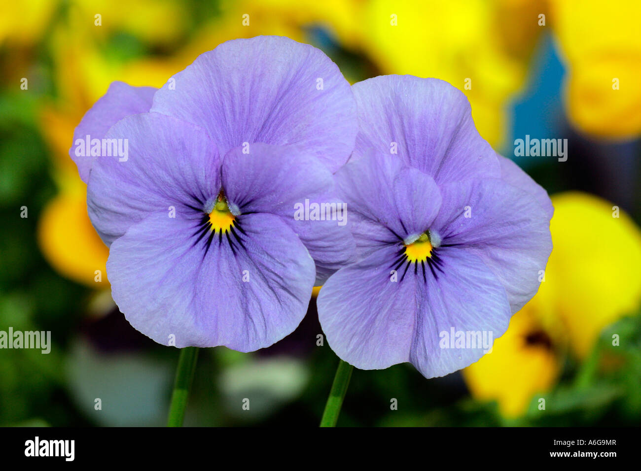 Flowering horned violets - hybrids in blue and yellow colours (Viola cornuta) Stock Photo