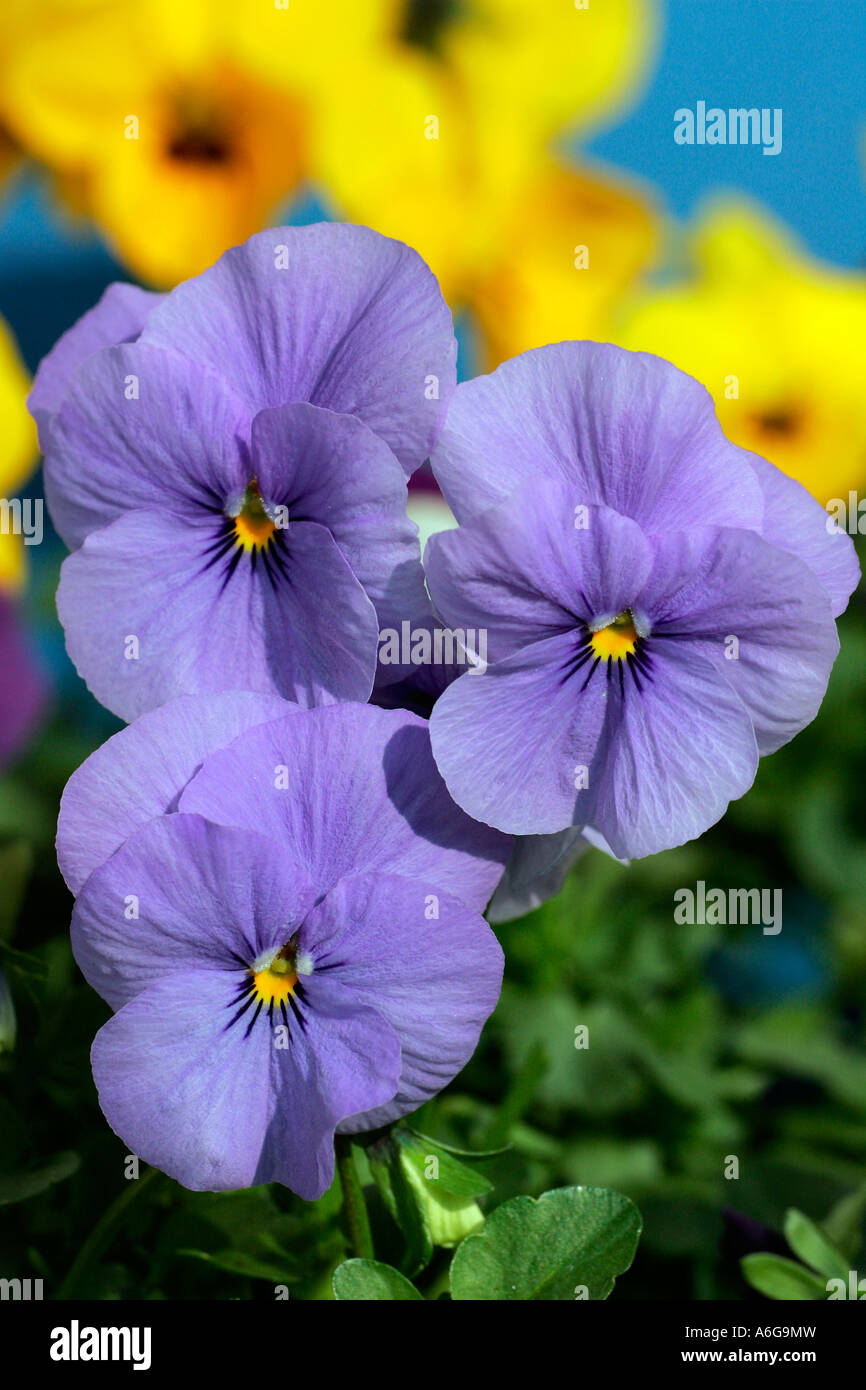 Flowering horned violets - hybrids in blue and yellow colours (Viola cornuta) Stock Photo
