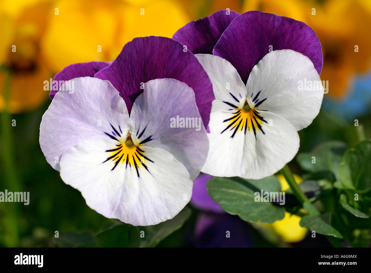 Flowering horned violets - hybrids (Viola cornuta) Stock Photo