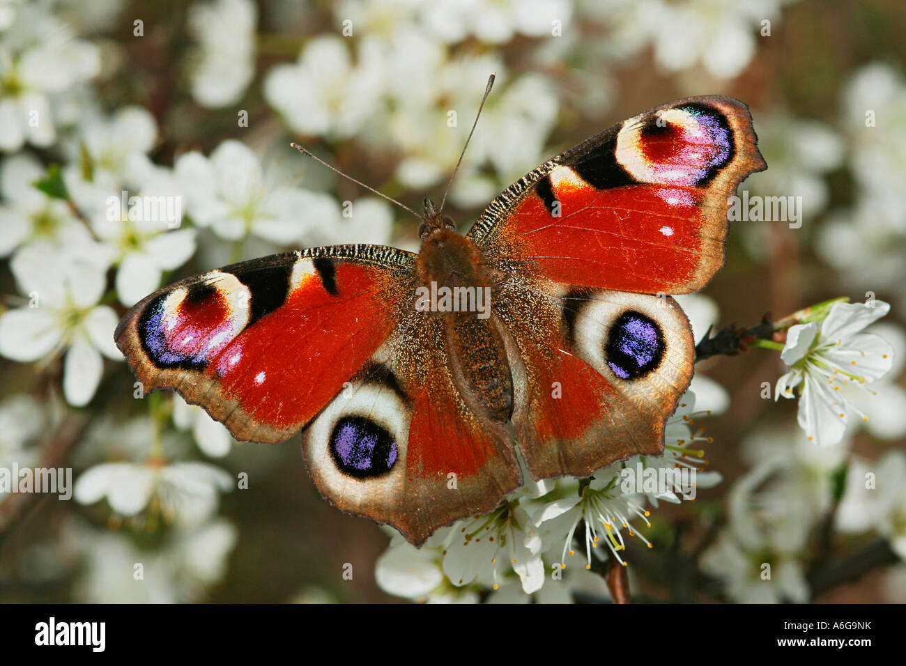 Peacock Butterfly (Nymphalis io) on blackthorn (Prunus spinosa) Stock Photo