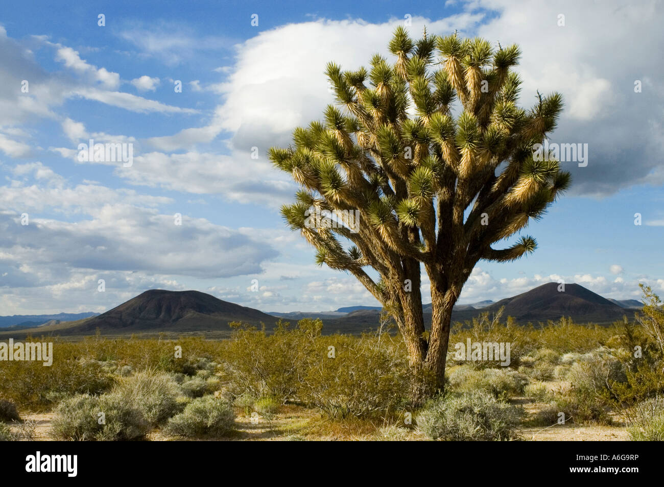 Joshua tree (yucca brevifolia) and cinder cones in the East Mojave National Scenic Area California USA Stock Photo