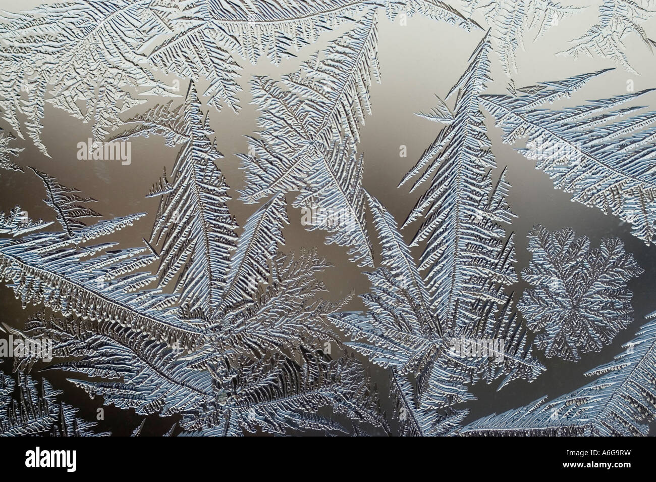 Frost flowers on window Stock Photo