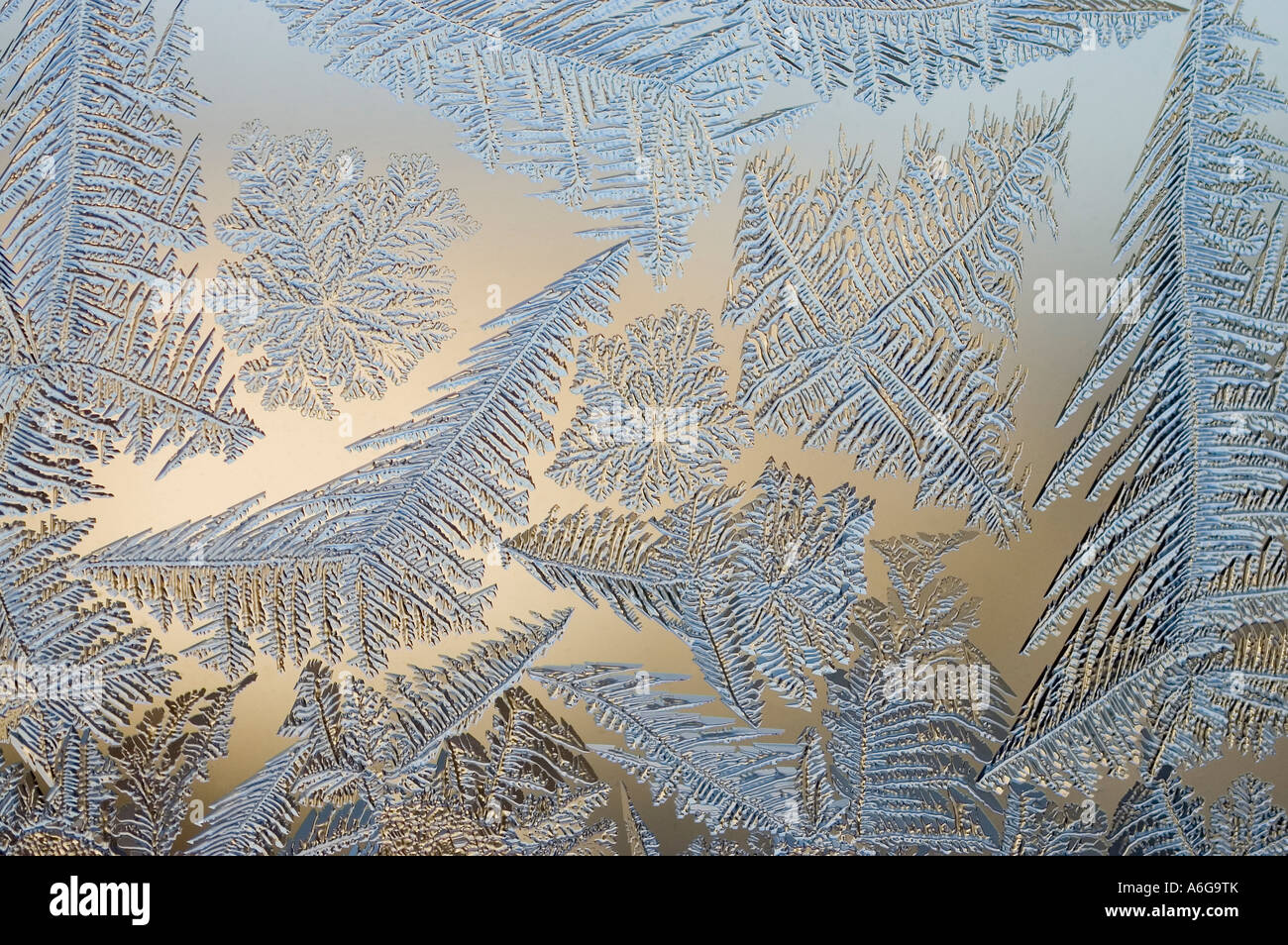 Frost flowers on window Stock Photo