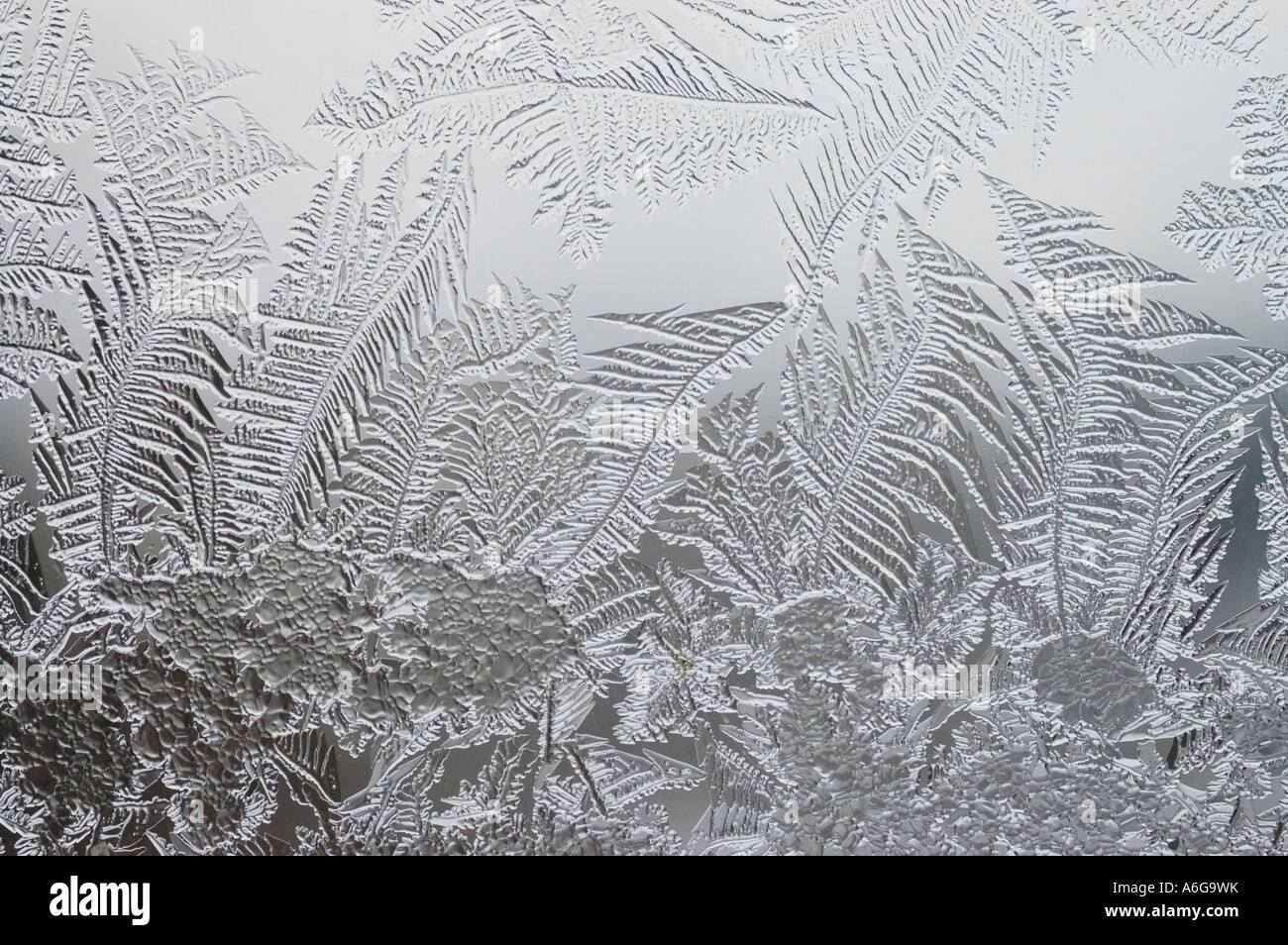 Frost flowers on window Stock Photo