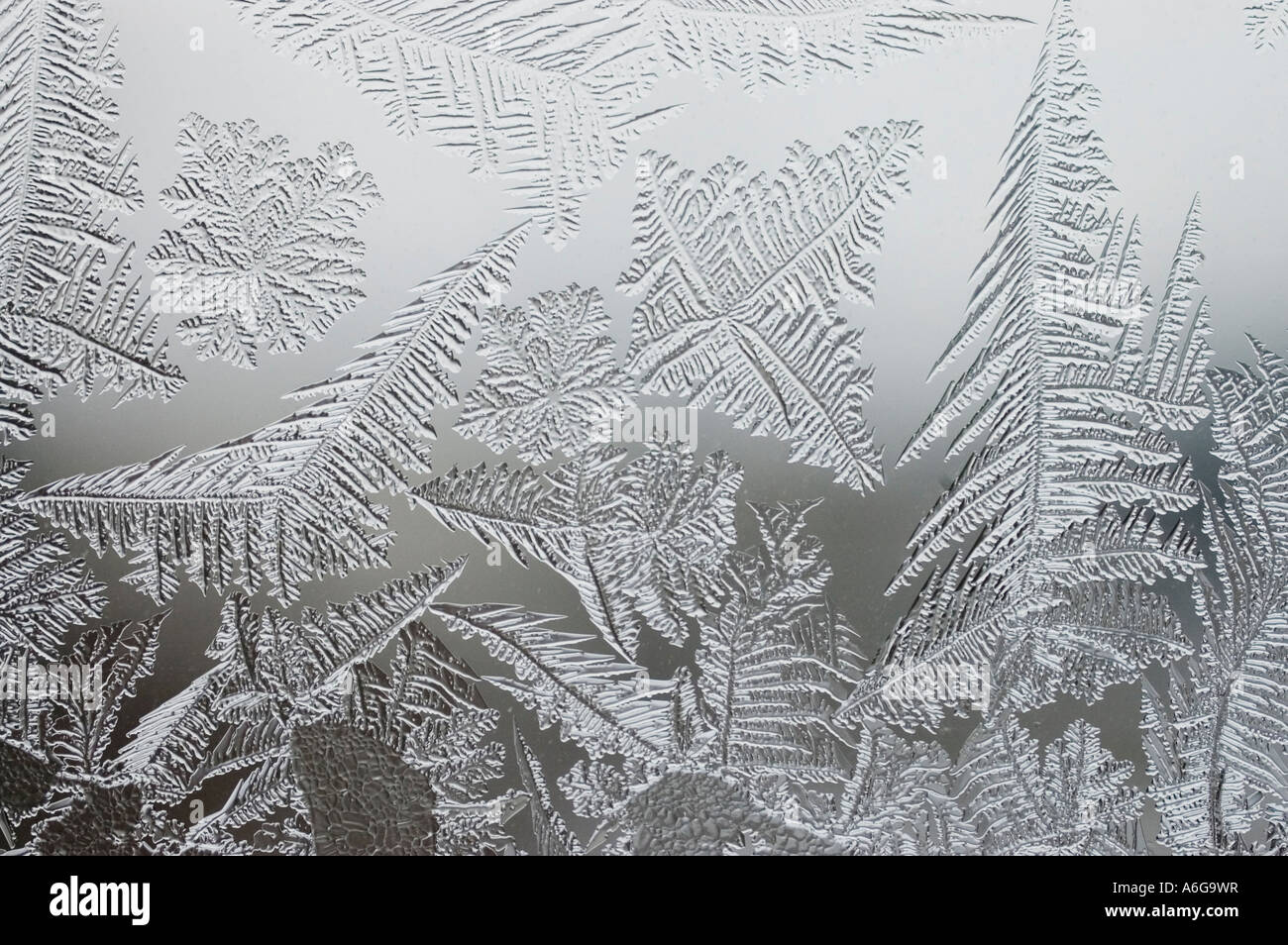 Frost flowers on window Stock Photo