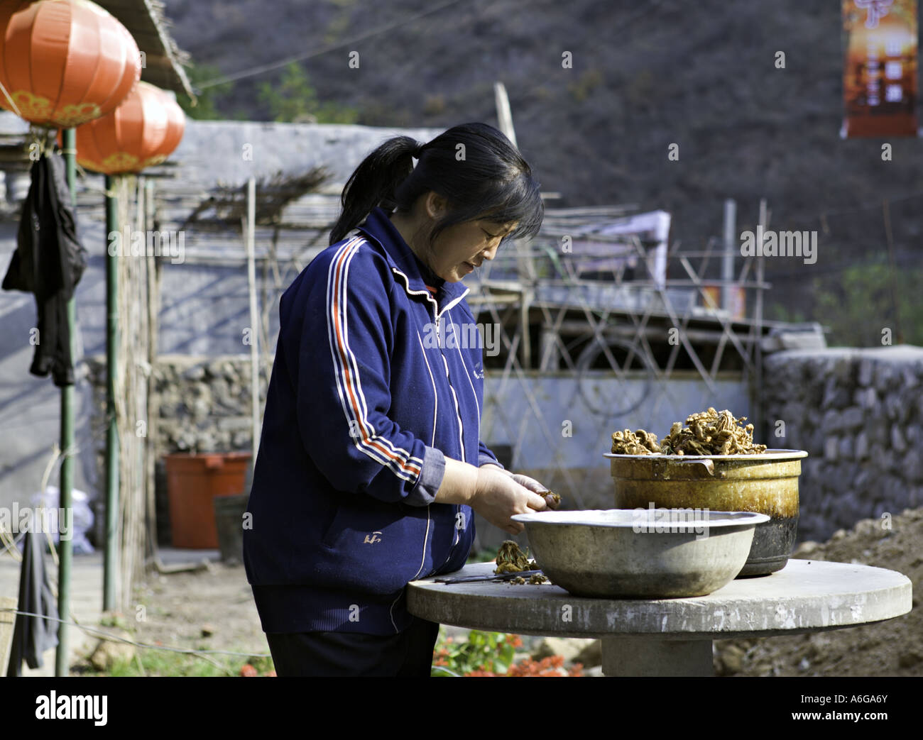 CHINA Chuandixia Young Chinese woman preparing dried wild mushrooms for