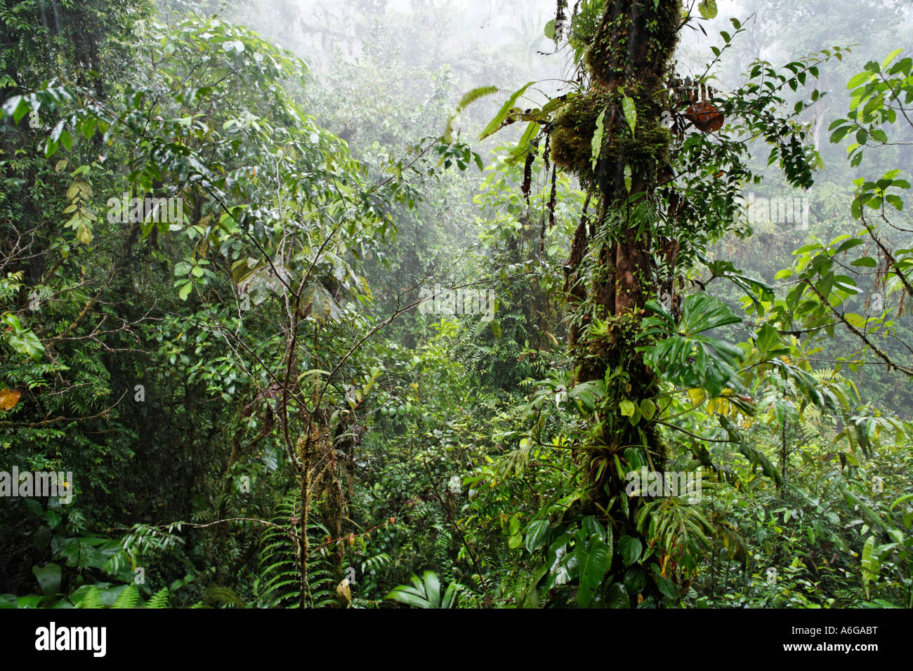 Rain in rainforest, Rara Avis, Las Horquetas, Costa Rica Stock Photo