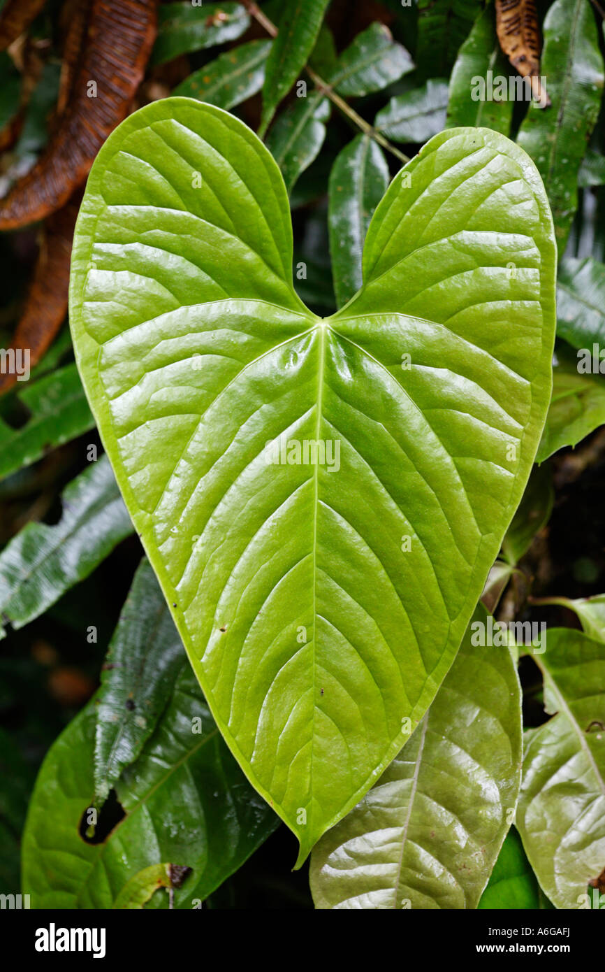 Leaf in rainforest, Rara Avis, Las Horquetas, Costa Rica Stock Photo