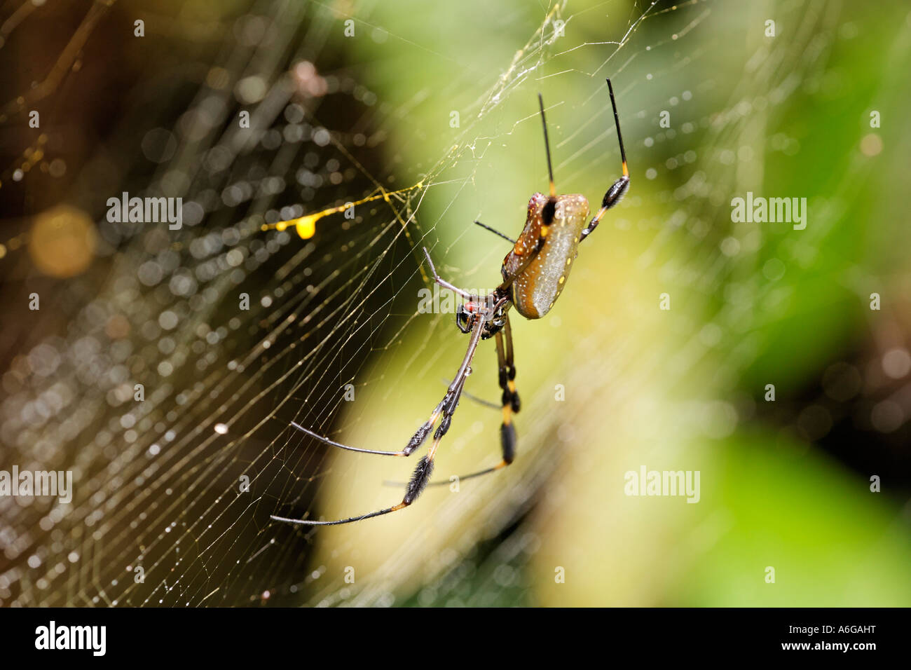 golden silk orb weaver spider