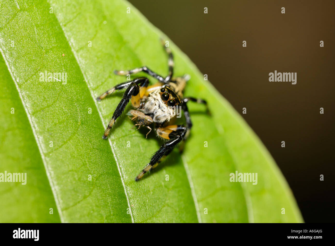 Jumping spider (Salticidae), Costa Rica Stock Photo